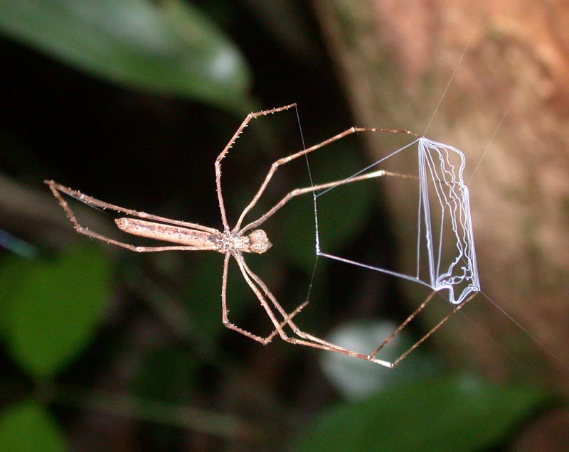 http://zafroguyane.free.fr/araignees/net/images/net2236.jpg