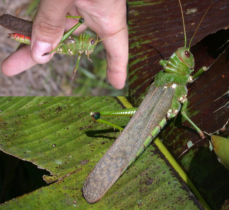 http://zafroguyane.free.fr/insectes/cricketss/images/cricket1958.jpg